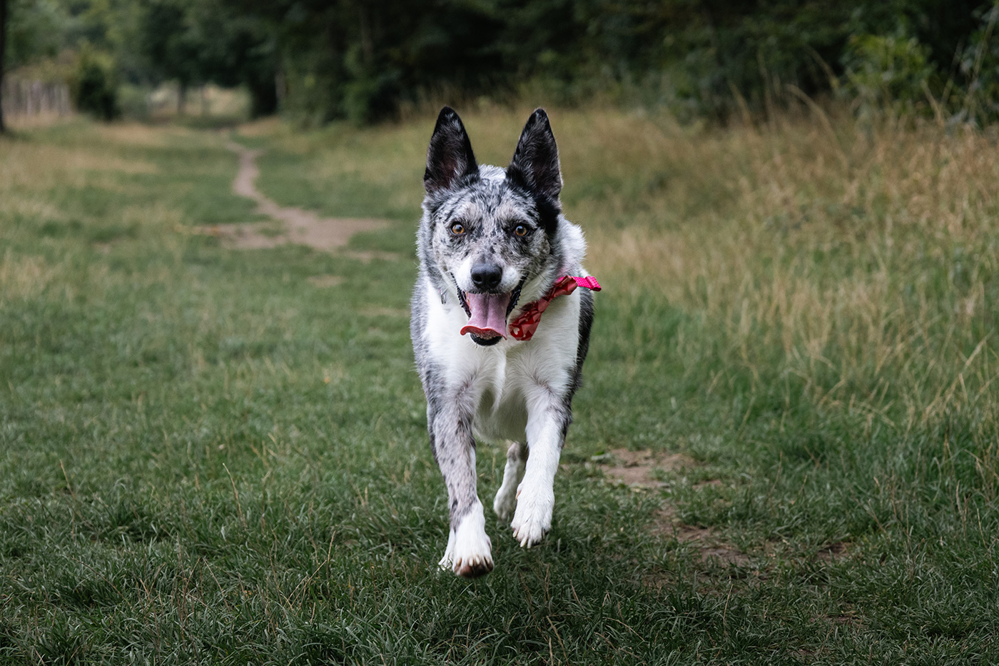Sampledog running