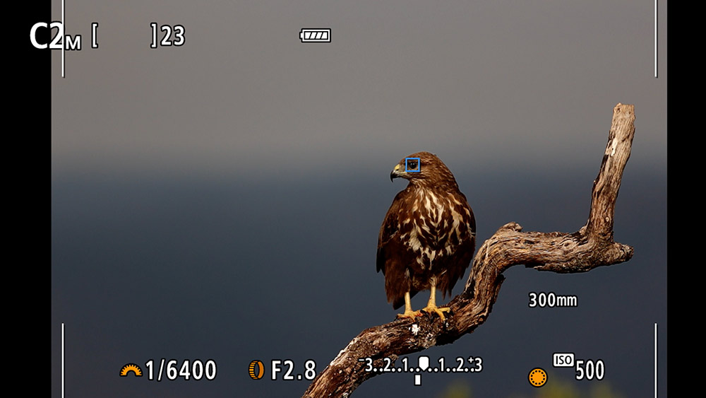 Subject detection Bird Eye using Dual Pixel CMOS AF II