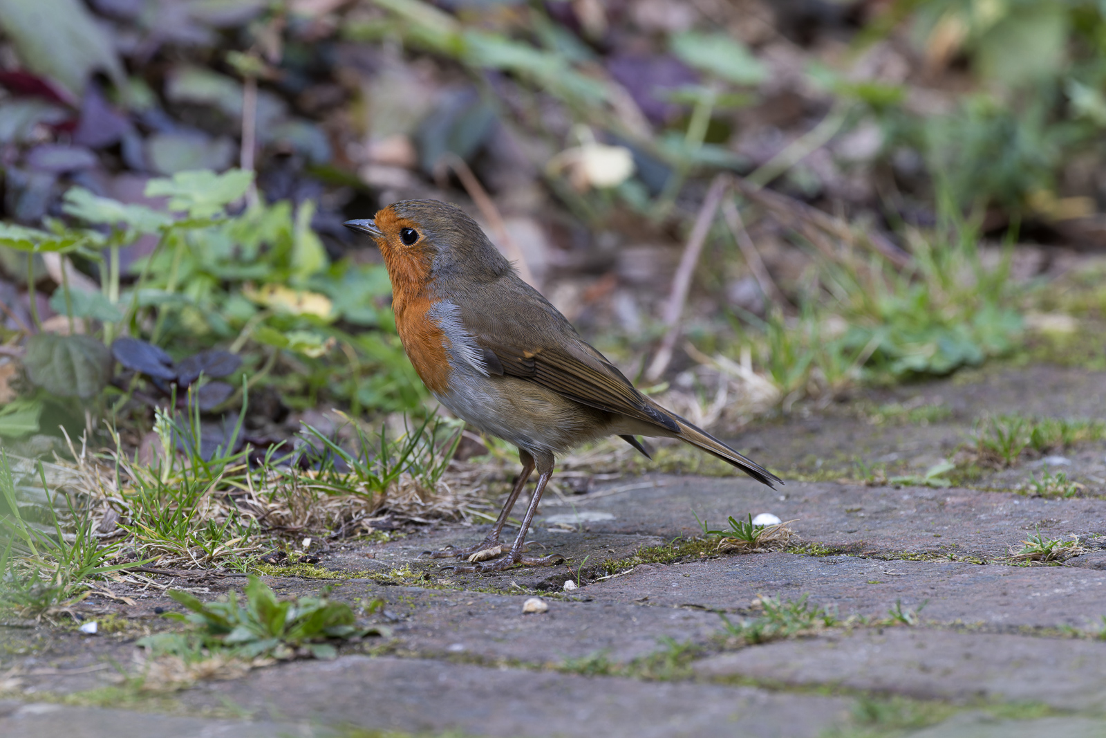 Bobbin’ Robin captured with the RF 100-500mm lens at 500mm. Camera settings: 1/500sec. f/7.1 ISO 3200