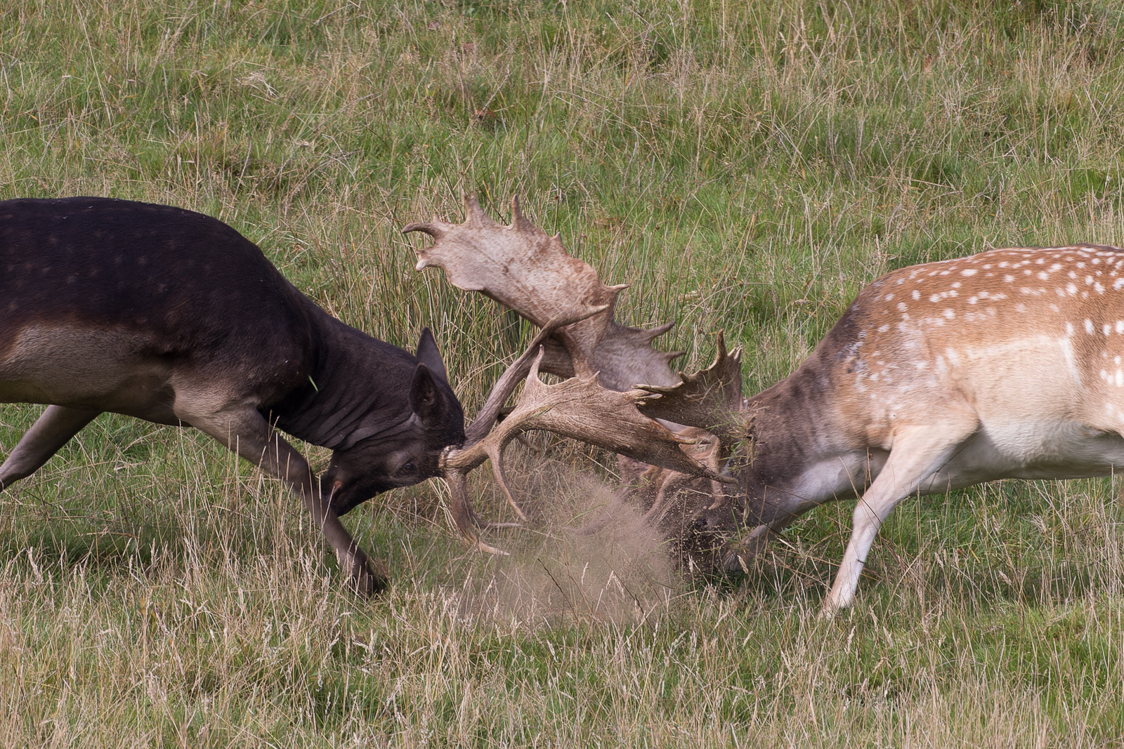 Deer rut captured with the RF 600mm f/11 lens. Camera settings: 1/400sec. f/11 ISO 1000