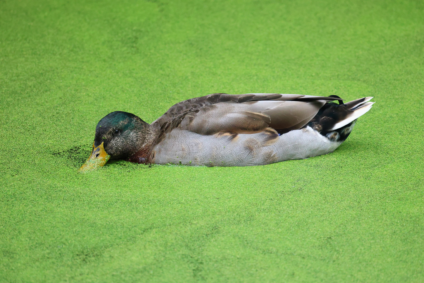 Sample image of duck with R6 II and 600mm lens