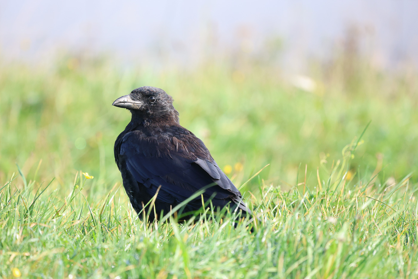 Crow captured with R6 mark II and 600mm f/11 prime lens
