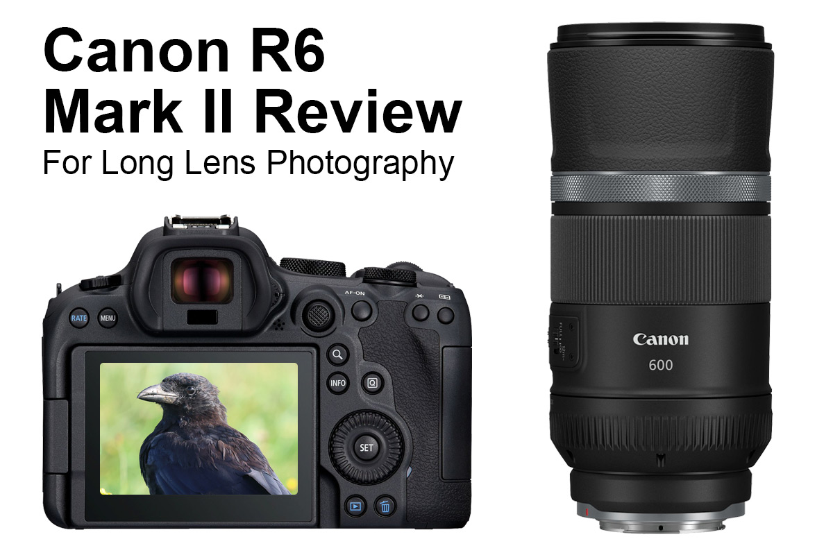 Canon EOS R6 Mark II for wildlife photography - Review