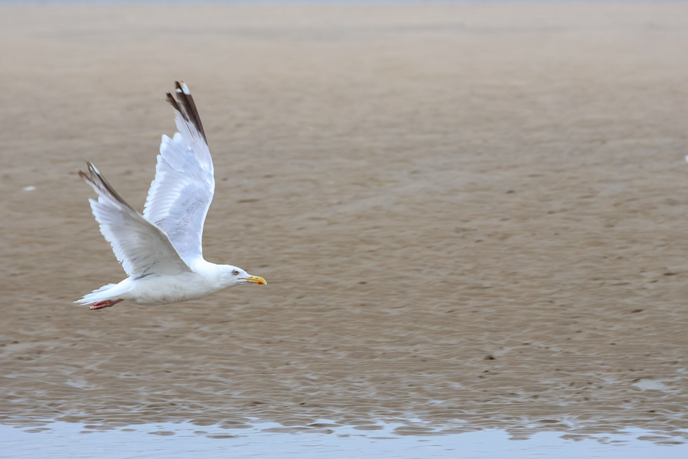 Seagull in flight captured with the Canon EOS R7
