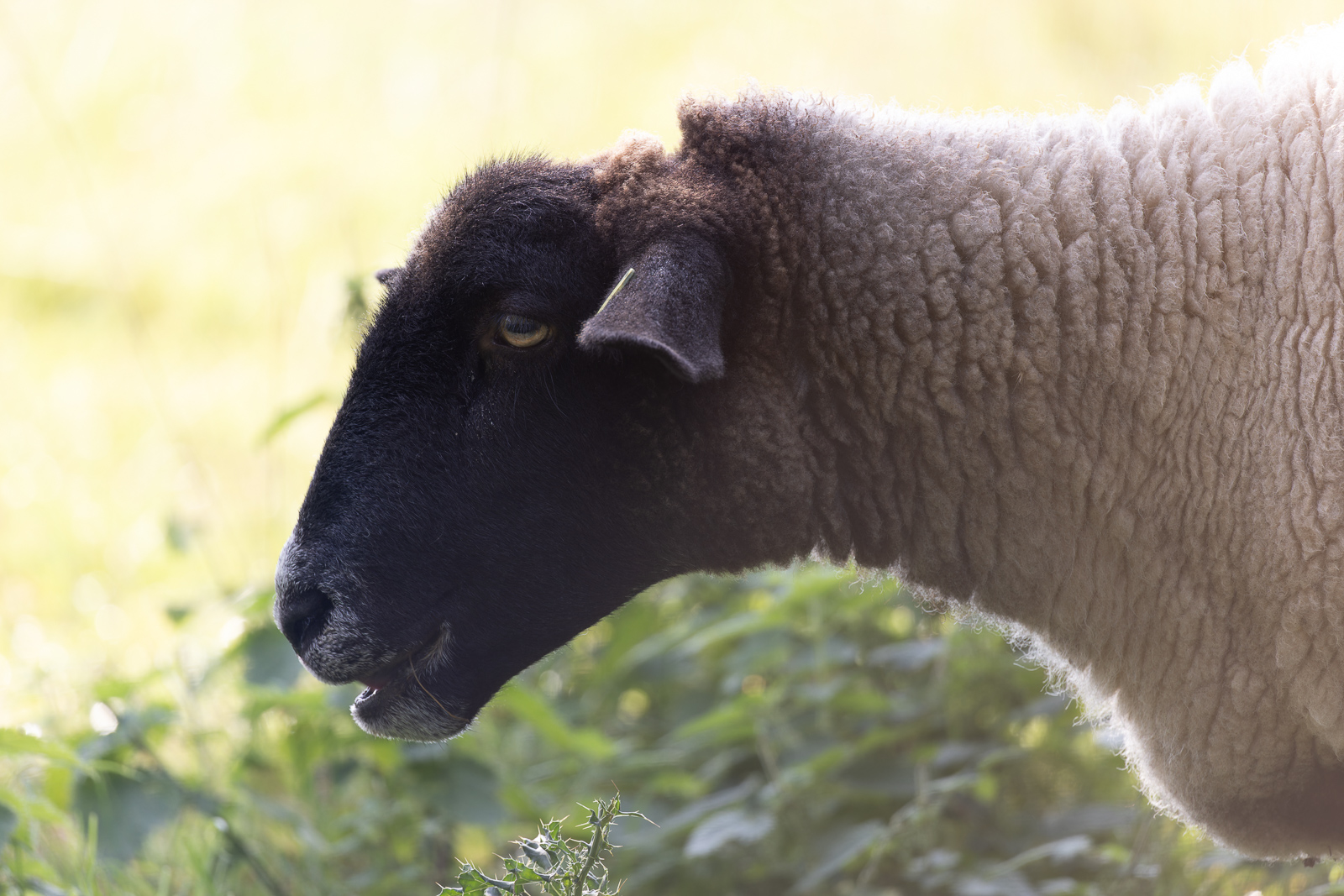 Sheep @500mm. Camera settings: 1/400 sec. f/5.6 ISO 800