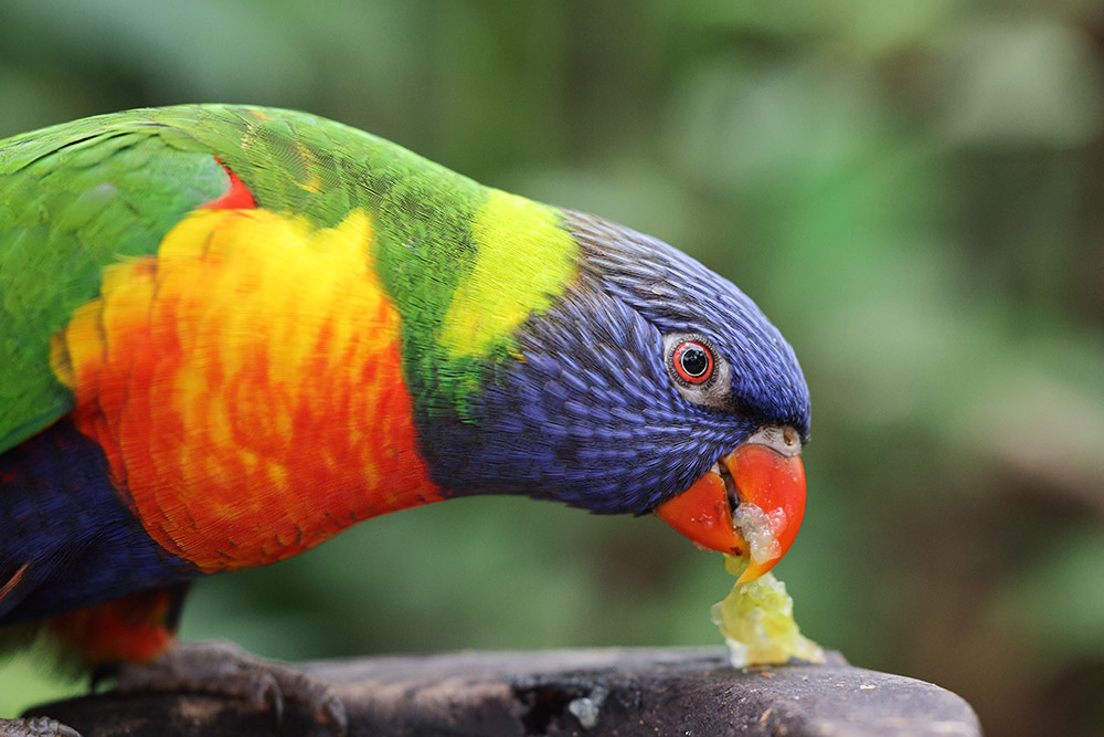 RF 100mm macro sample 2 bright bird