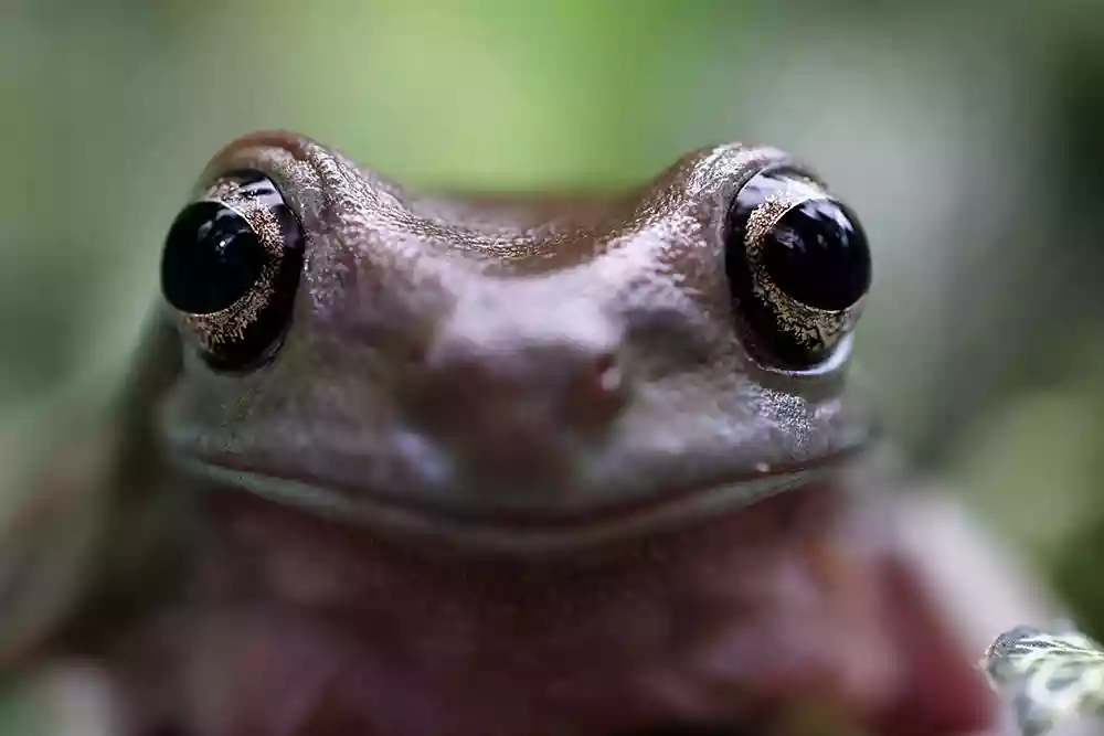 Extreme close-up with frogs eyes