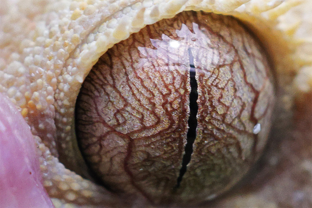 Sample 1 cropped 100 percent with amazing detail of eye