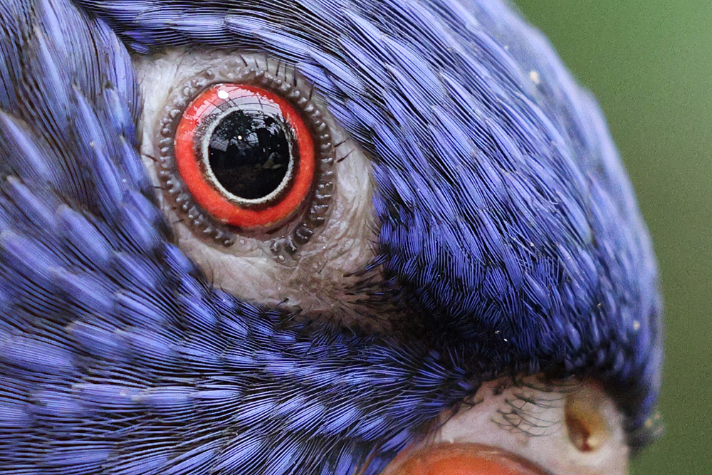 100 percent close-up with eyeball from bird sample