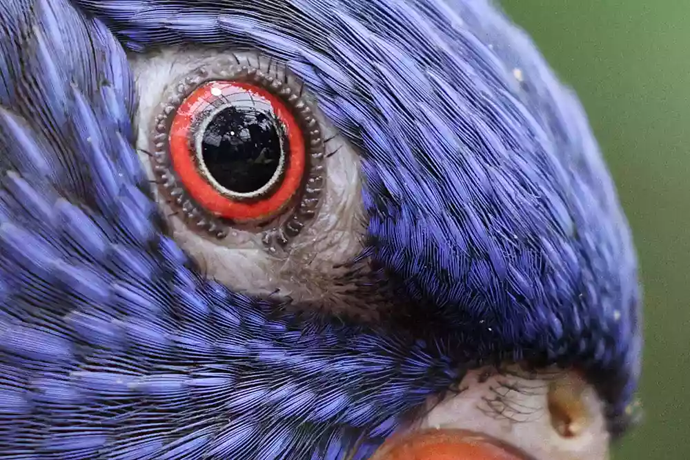 100 percent close-up with eyeball from bird sample