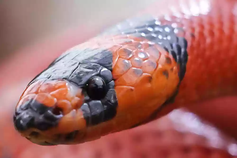 Full crop of snake close-up