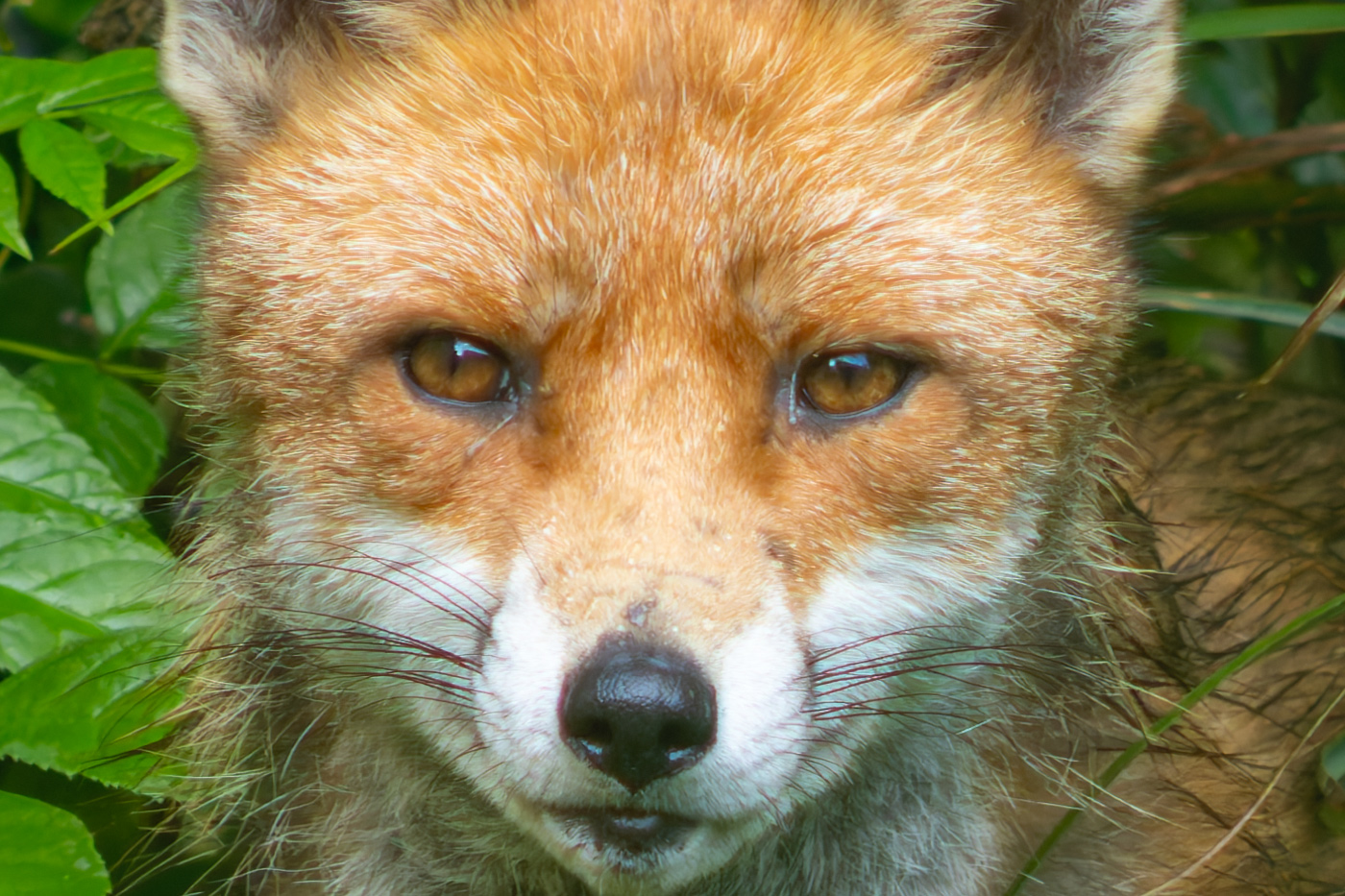 100 percent crop of the previous fox image to show resolution