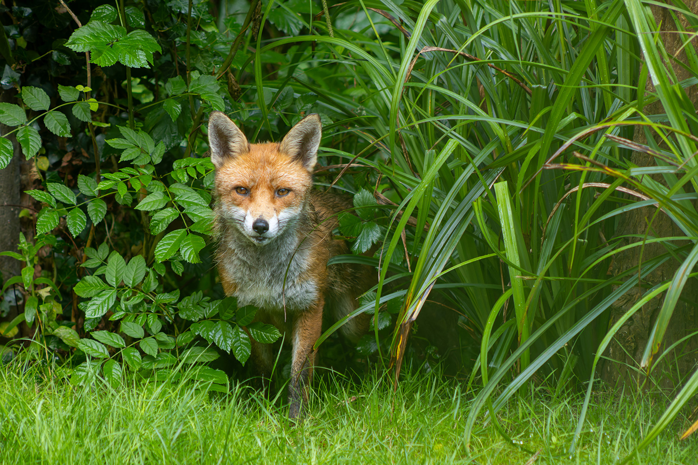 Sample Fox at 190mm. Camera settings: 1/320 sec. f/5.0. ISO 1250