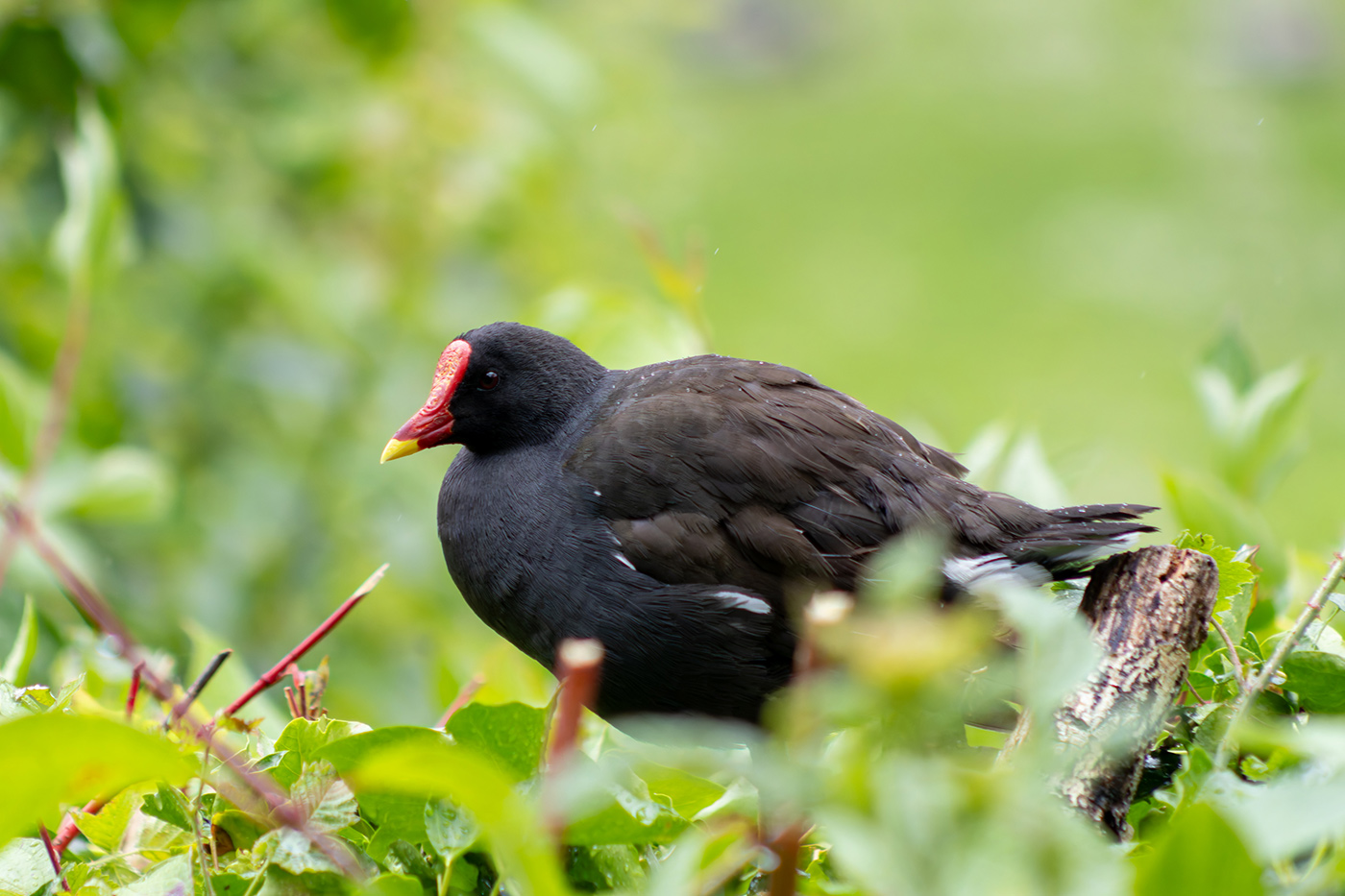 Sample Moorhen at 220mm. Camera settings: 1/1000 sec. f/5.0. ISO 2500