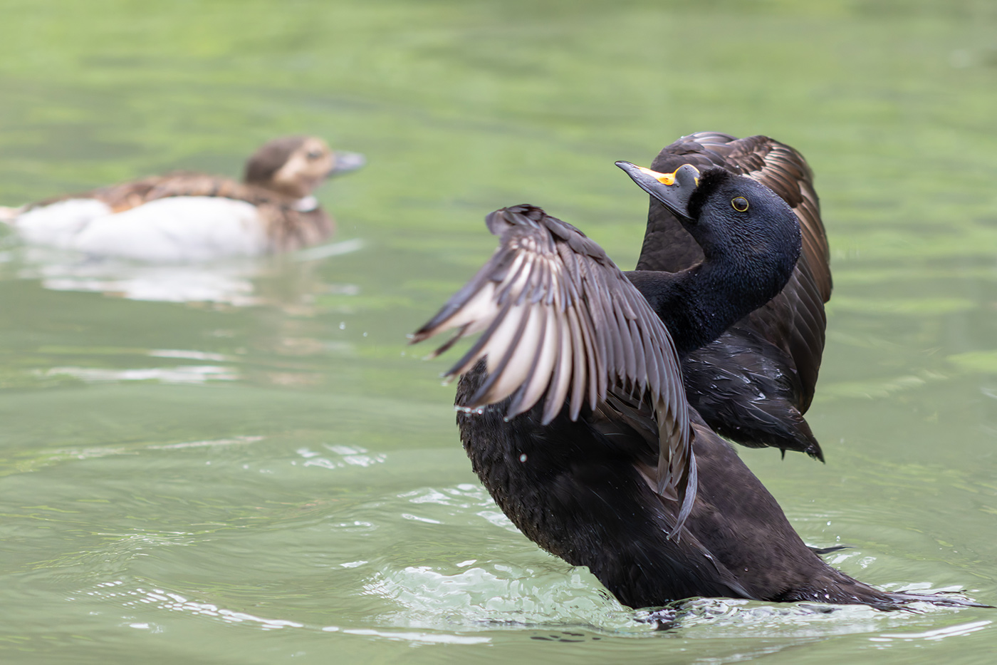 Sample Black Scoter at 155mm. Camera settings: 1/1000 sec. f/5.0. ISO 2500