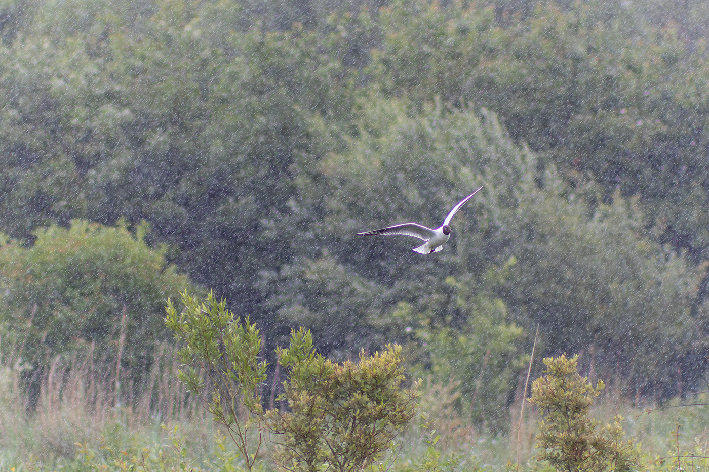 Sample Seagull in flight at 300mm. Camera settings: 1/1000 sec. f/5.6. ISO 1250