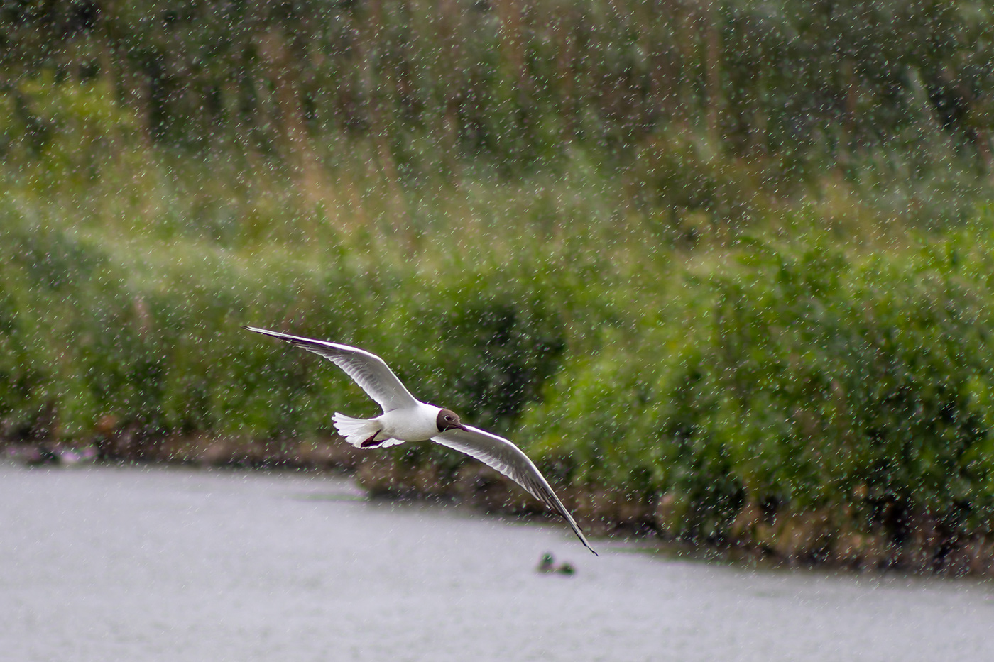 Sample Seagull in flight II at 290mm. Camera settings: 1/1000 sec. f/5.6. ISO 500
