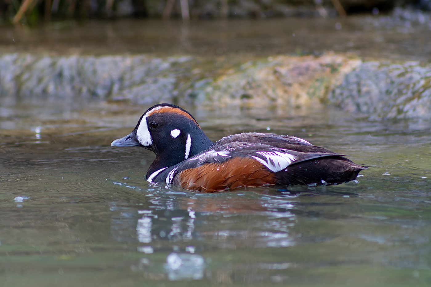 Sample Duck at 300mm. Camera settings: 1/1000 sec. f/6.3. ISO 2500
