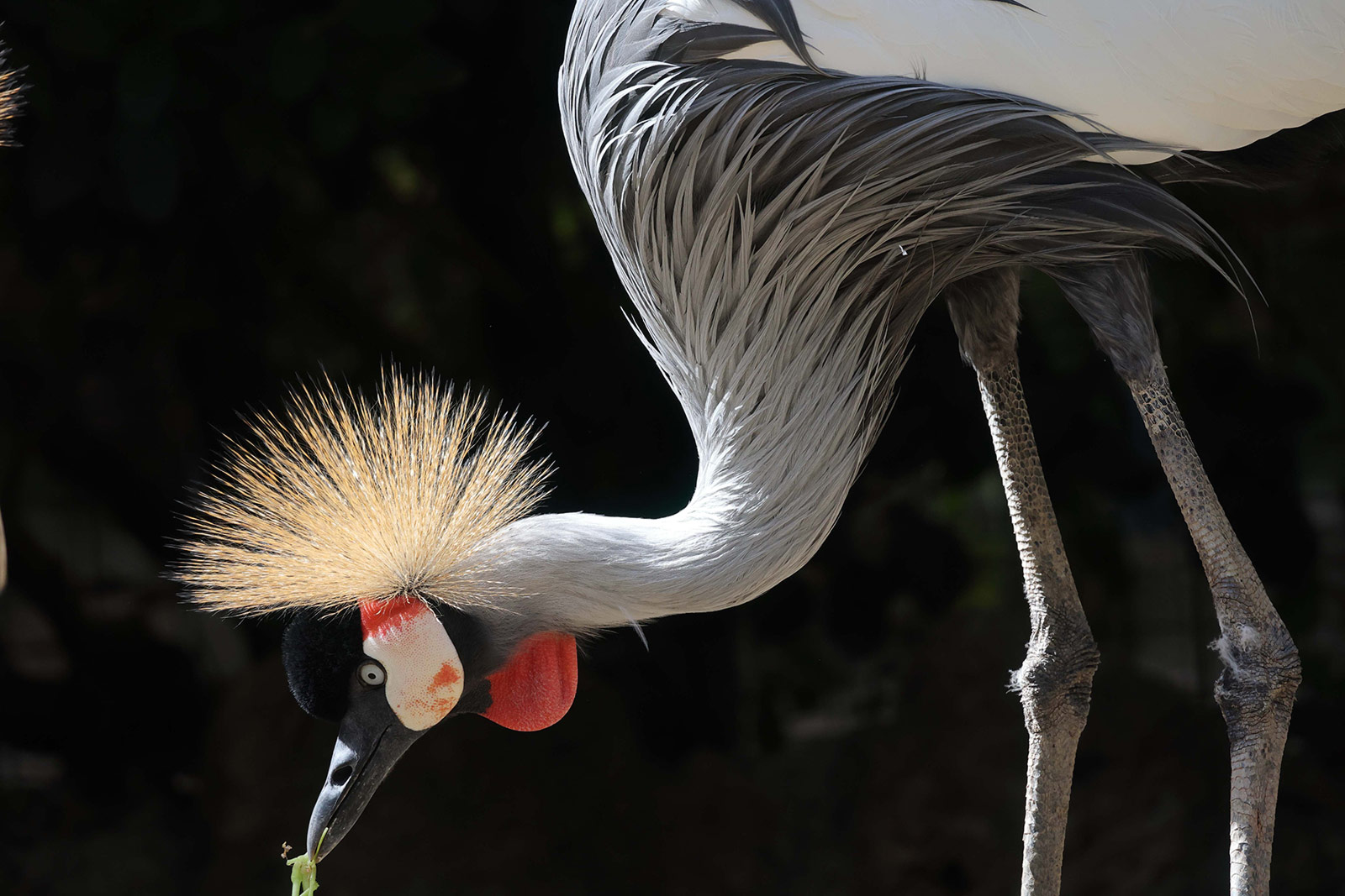 RF 600mm sample image bird