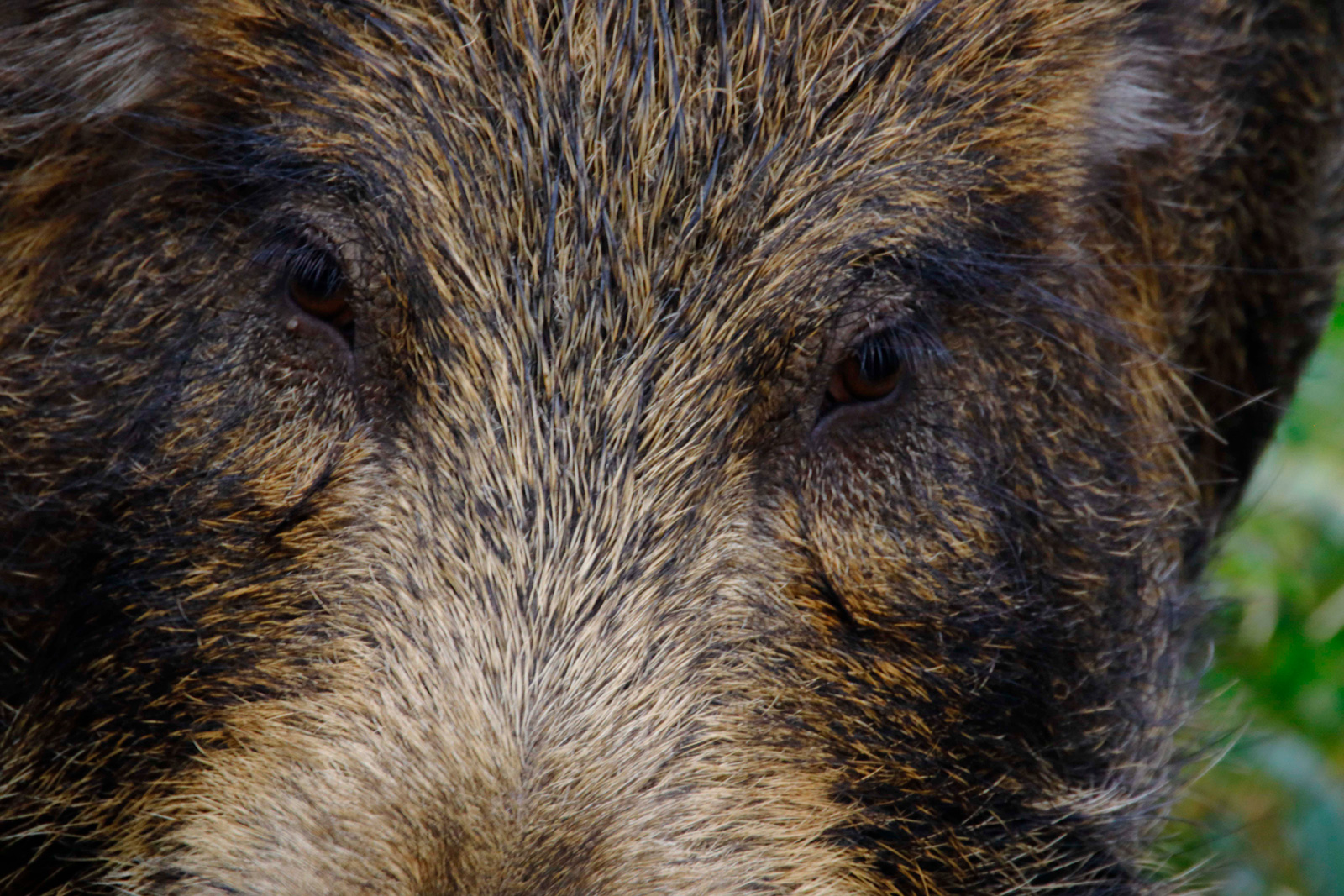 Sample image with RF Extender 2x and 800mm lens