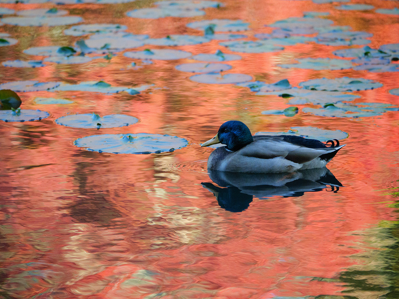 Sample 01 Colour and dynamic range, with vivid autumn reflections an a mallard @162mm Settings: 1/1000 sec. F3.9. ISO 4000