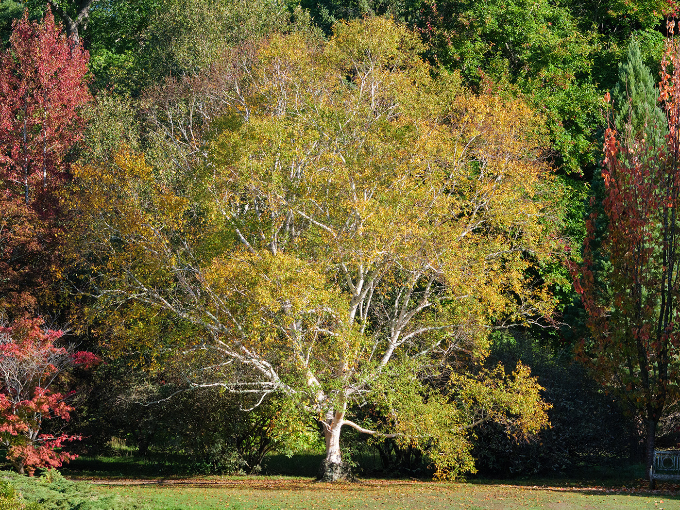 Sample 02 Detail and dynamic range in a sunlit autumn scene @106mm Settings: 1/1000 sec. F5.6. ISO 1600