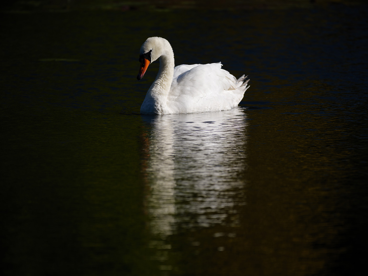 Sample 03 Swan emerging from darkness @200mm. Settings: 1/640 sec. F4. ISO 100