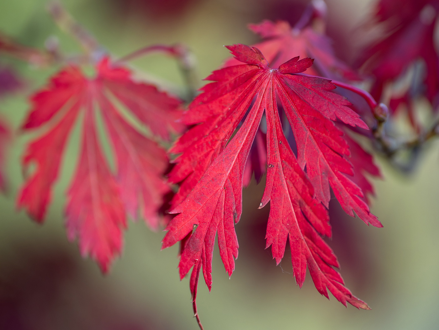 Sample 04 Relishing autumn colours with shallow depth of field @162mm. Settings: 1/50 sec. F4. ISO 100