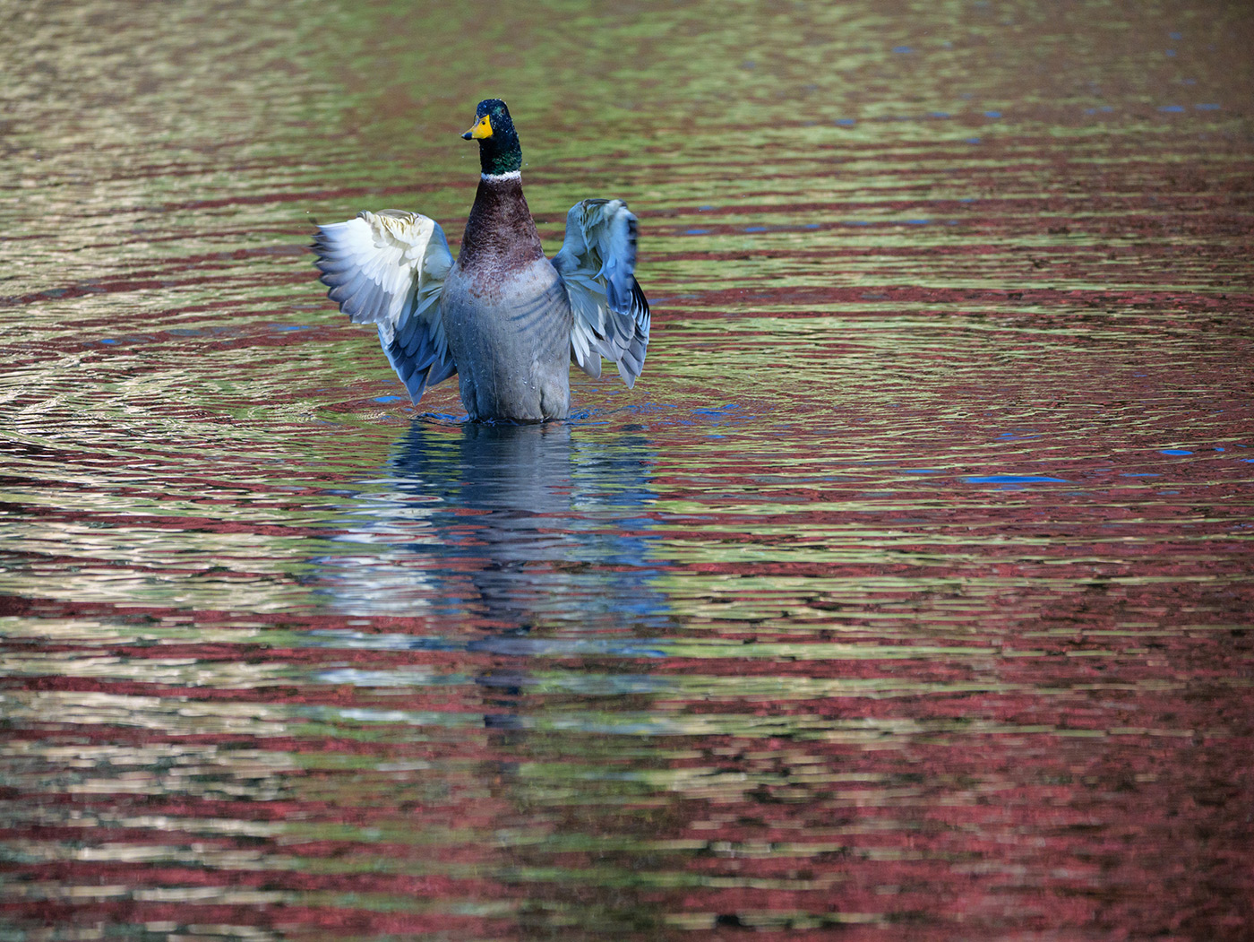 Sample 05 A brief display testing autofocus @200mm. Settings: 1/1000 sec. F4. ISO 1250