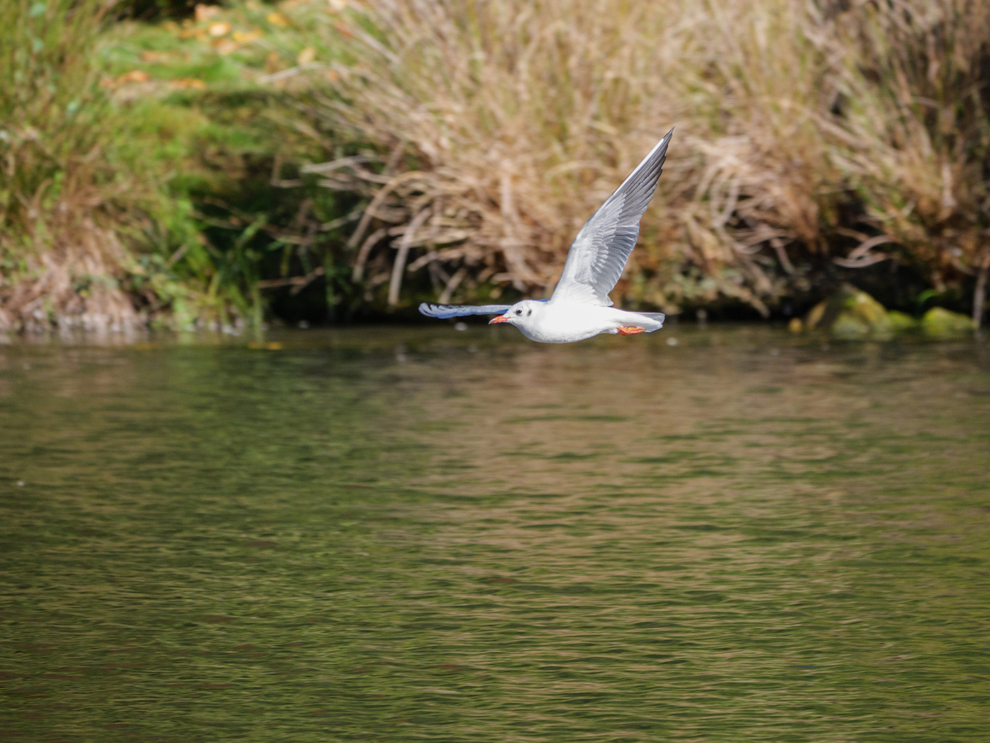 Sample 06 Testing continuous autofocus and subject tracking with a gull @200mm. Settings: 1/1000 sec. F4. ISO 640