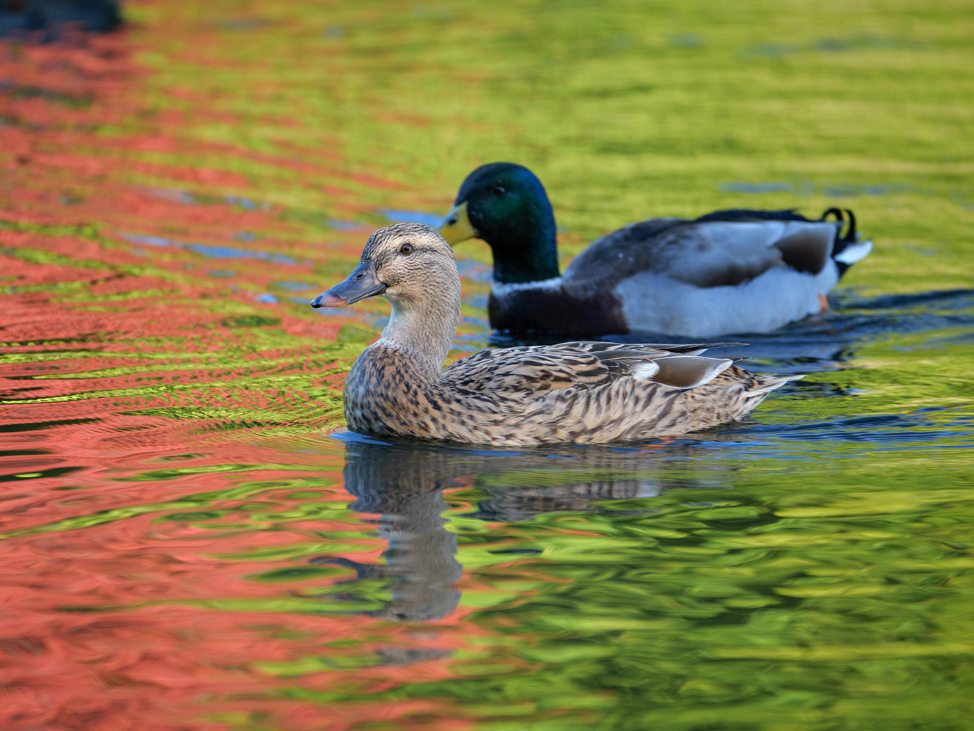 Sample 07 A pair of mallards drifting through autumn reflections @185mm. Settings: 1/200 sec. F4. ISO 640
