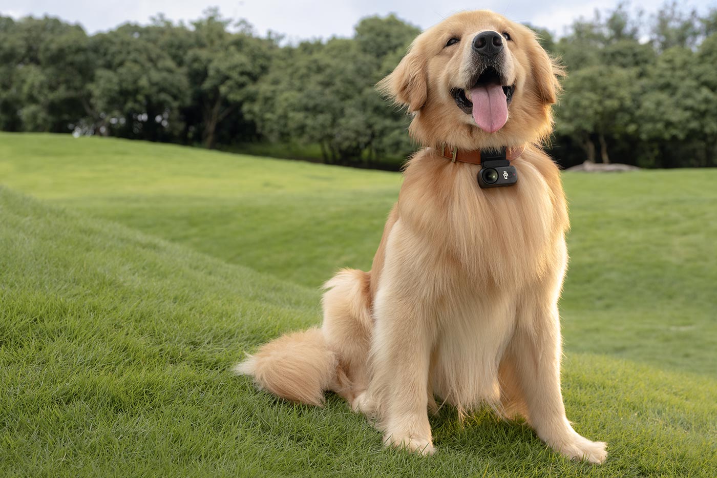See what your pet is up to as a pet cam!