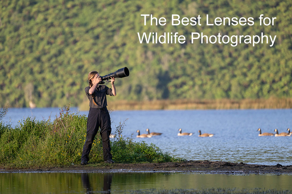 The best lenses for wildlife photography