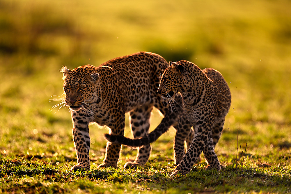 Leopards captured with the Nikon Z 400mm F/4.5 VR S Lens