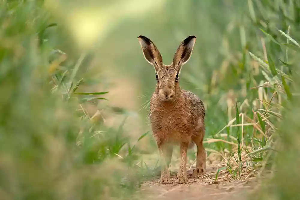 Wild hare photographed with Sigma 150-600mm wildlife lens