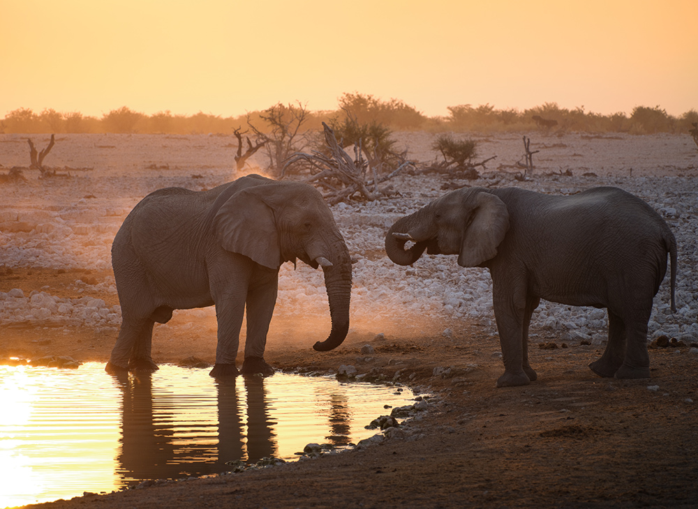Fujifilm GFX 100 II sample photo African elephants 1/230 sec. f/8. ISO 320