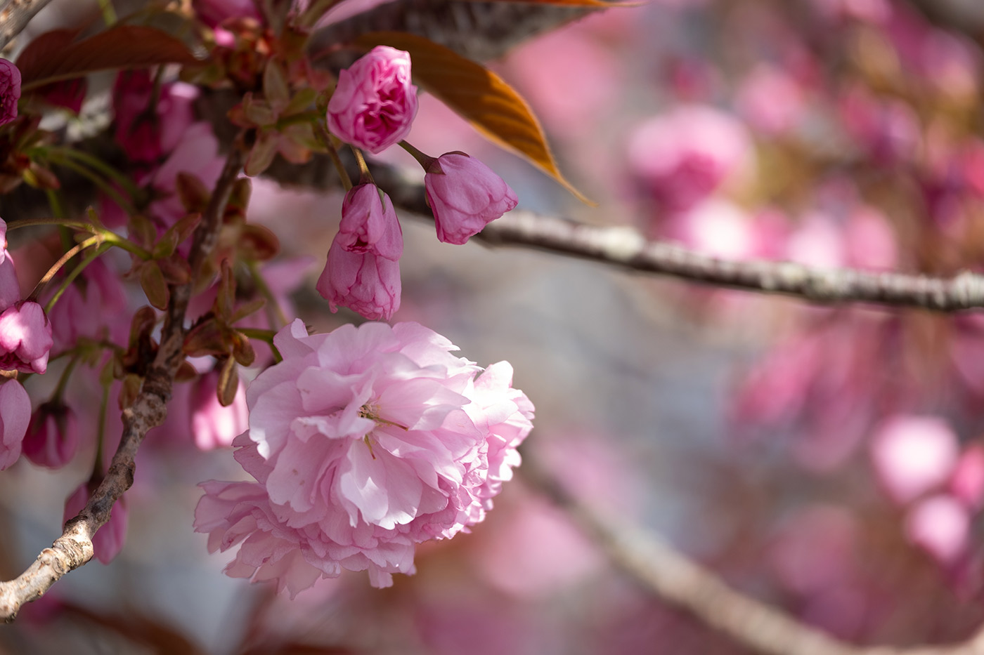 Sample 01 with XF 50-140mm f/2.8 R LM OIS WR at 140mm. Camera settings: f/2.8. 1/250 sec. ISO 64