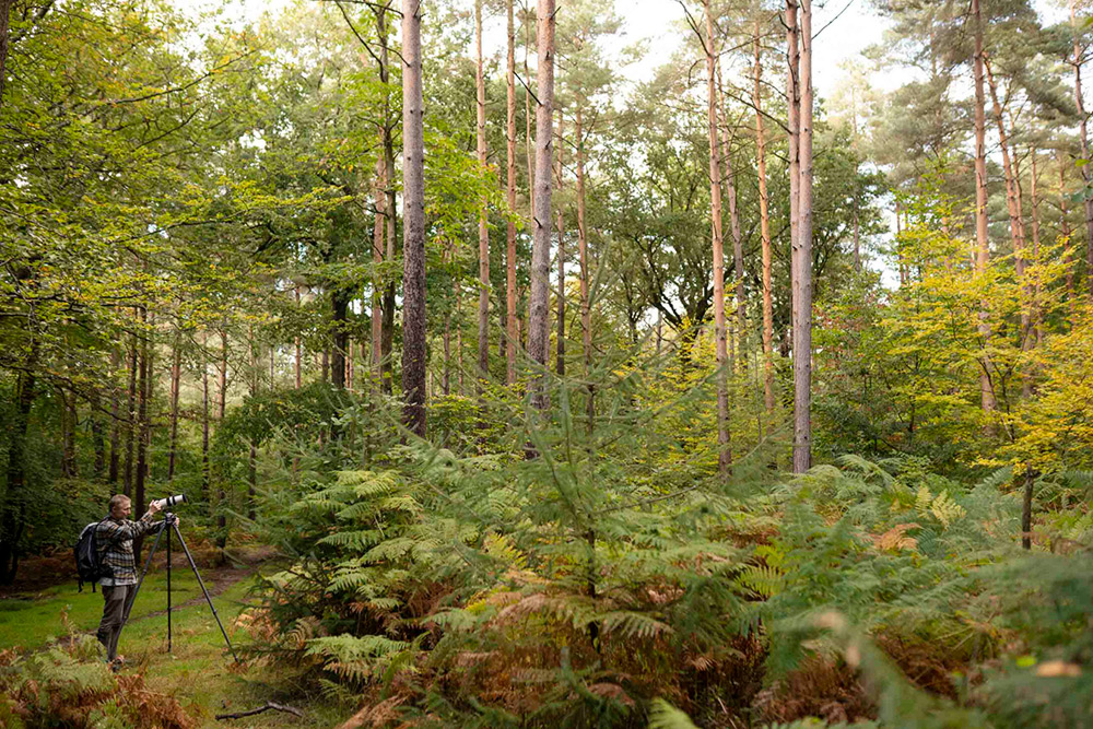 Photographing autumn forest with Gitzo tripod