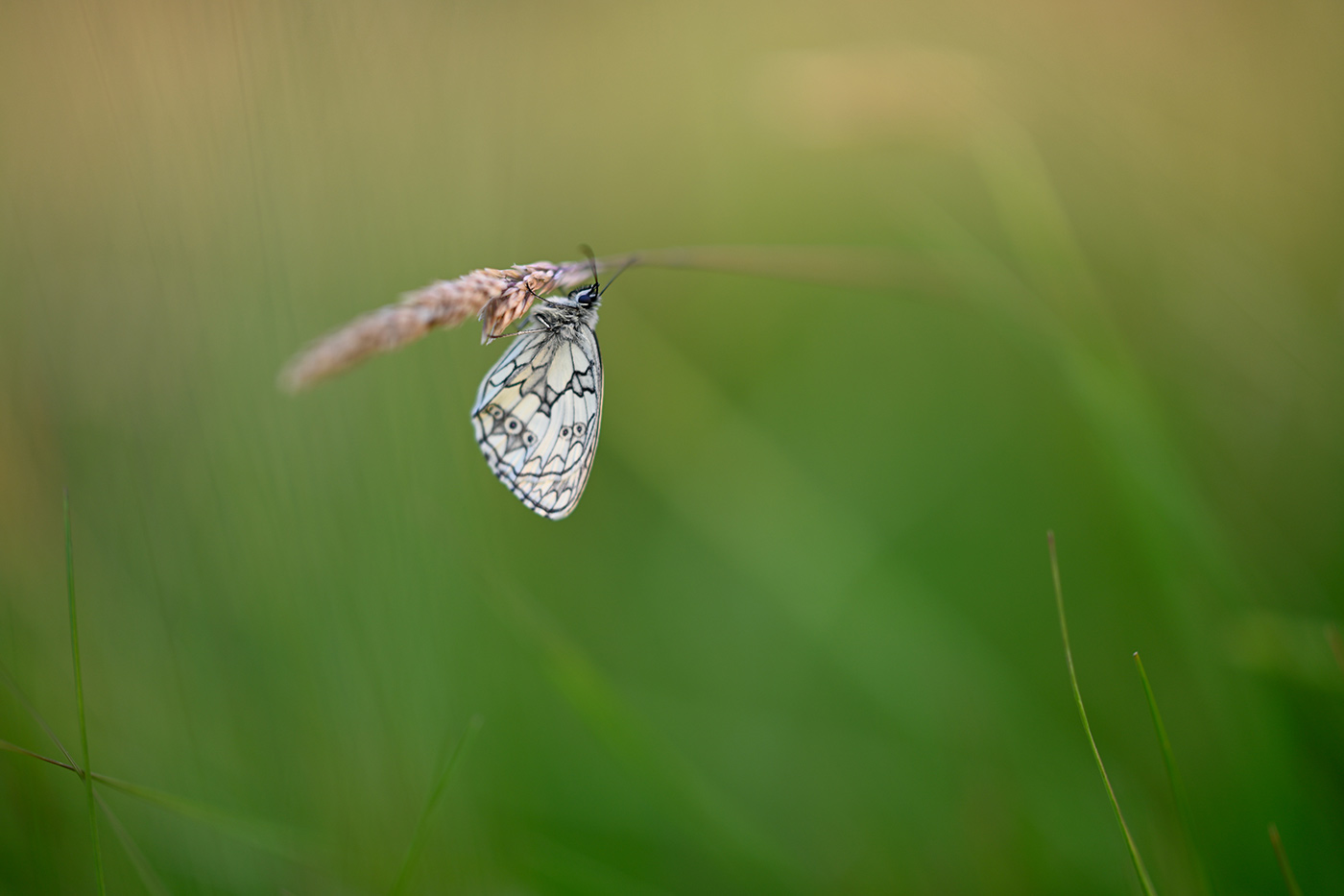 Sample 1 Butterfly. Camera settings 1/500 sec. f/0.95. ISO 64