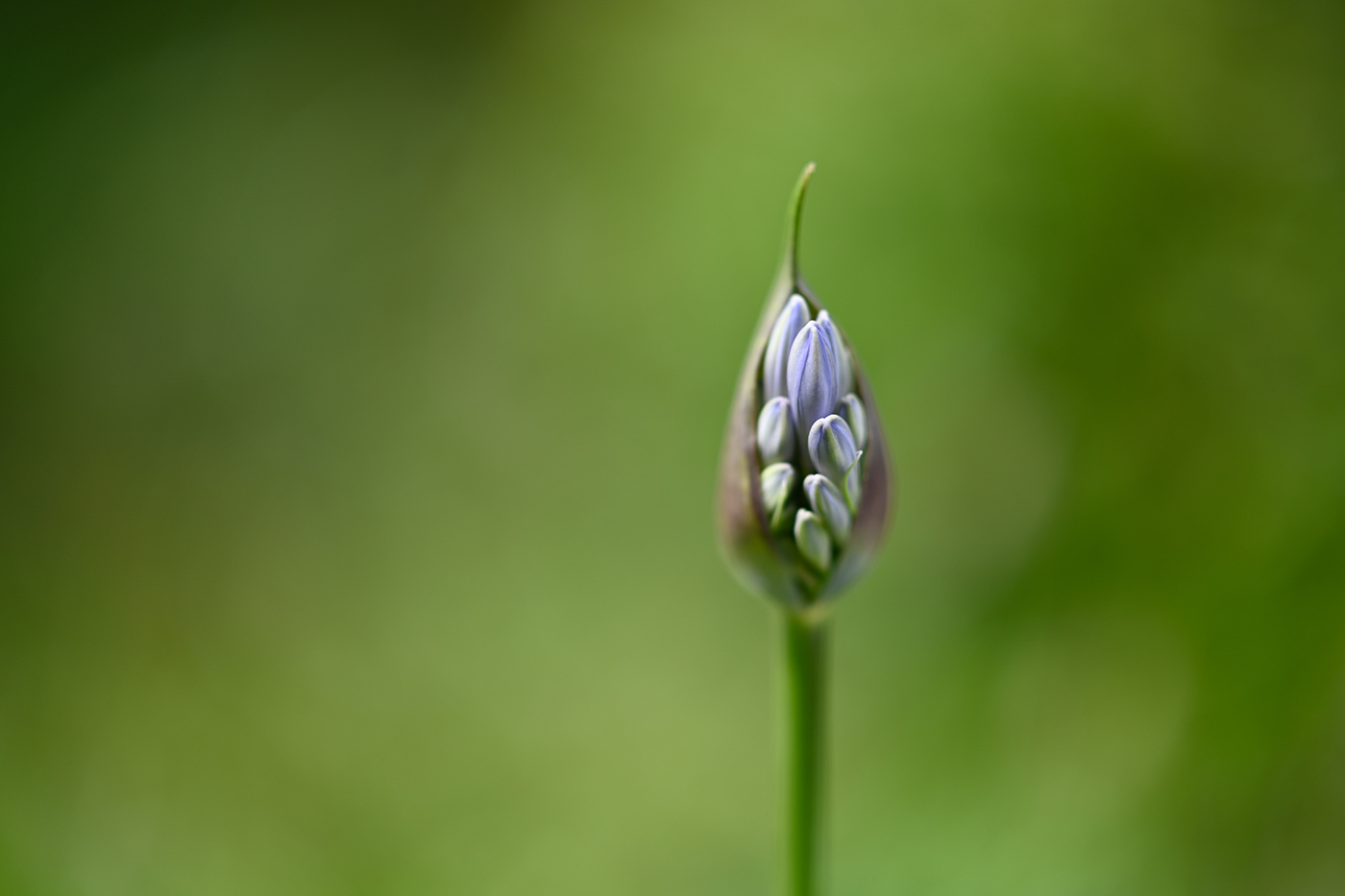 Sample 2 Seedpod. Camera settings 1/2000 sec. f/0.95. ISO 64