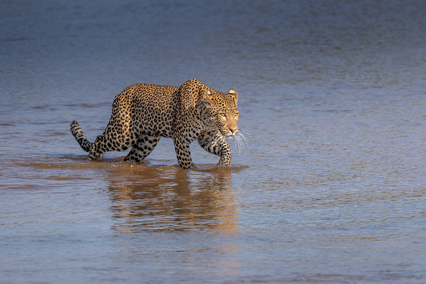 Sample 02 Leopard by Ian Dawson with X-H2. Settings: 1/640. f/4.5. ISO 125
