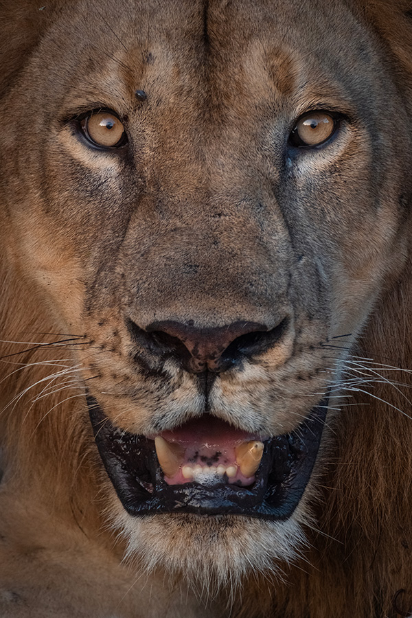 Sample 05 Lion by Ian Dawson with X-H2. Settings: 1/200. f/9. ISO 1600