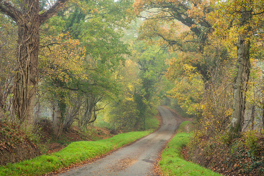 Photo by Nick Dautlich Autumn Road In Sussex