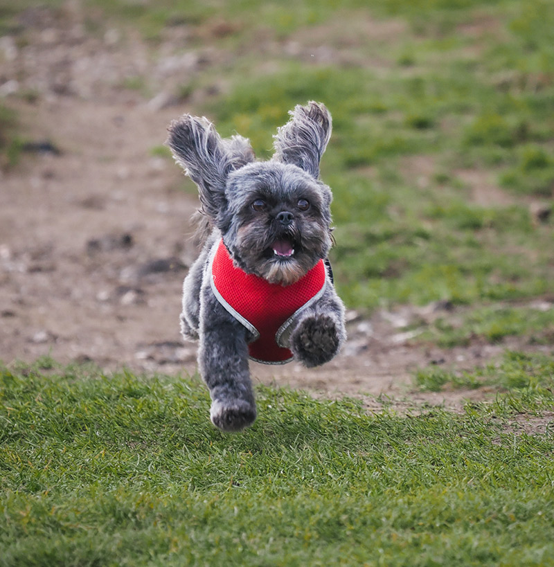 Photo of running dog taken with OM-1 camera