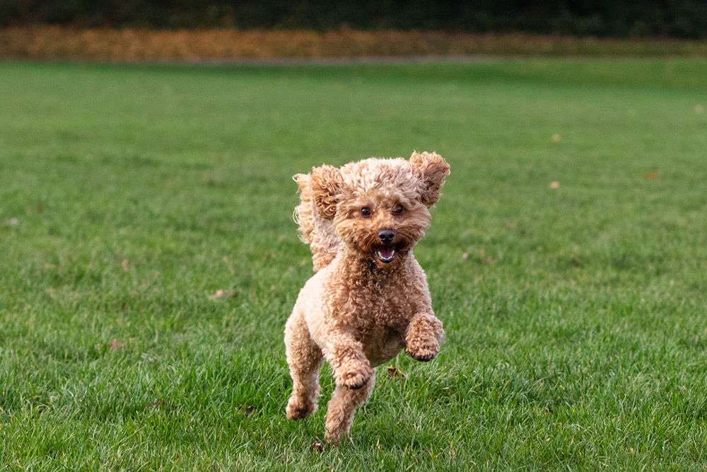 Running dog photo