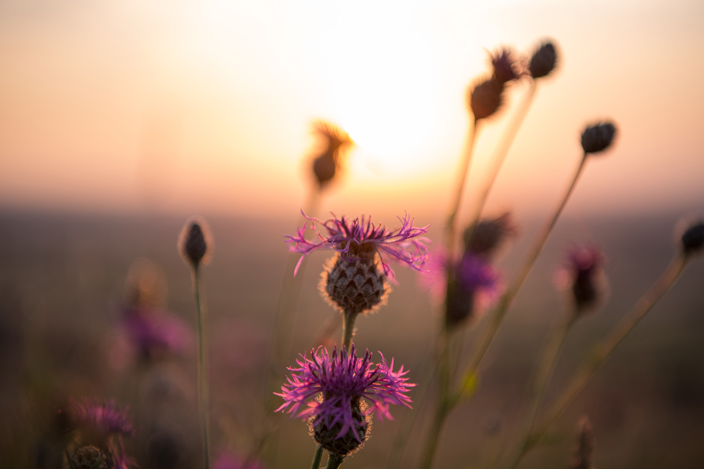 low light close-up during sunset with AF-S Nikkor 24-70mm f/2.8E ED VR at 70mm. Camera settings: 1/200 sec. f/2.8. ISO 100