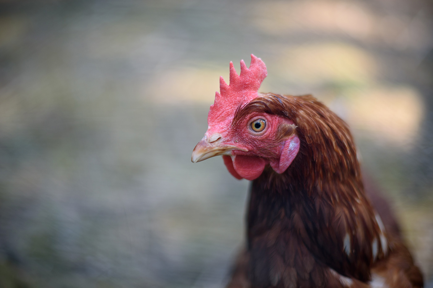 Sample 04 close-up of a chicken for background separation with AF-S Nikkor 50mm f/1.4G Camera settings: 1/800 sec. f/1.4. ISO 100