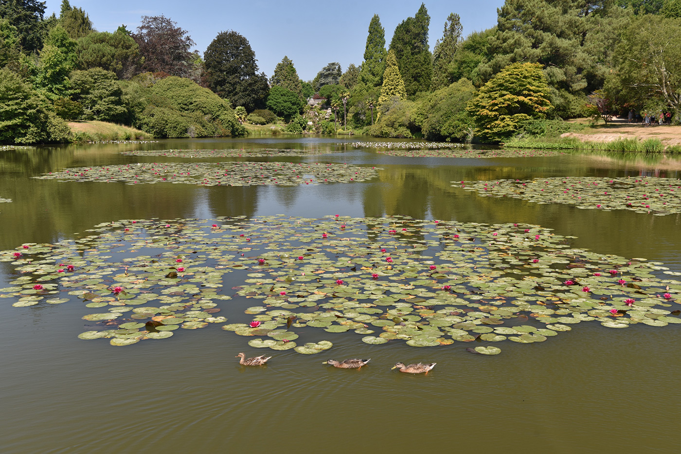 Sample 08 high-contrast scene, retaining detail in bright water lilies and shaded trees with AF-S Nikkor 24-70mm f/2.8E ED VR at 38mm. Camera settings: 1/250 sec. f/8. ISO 200