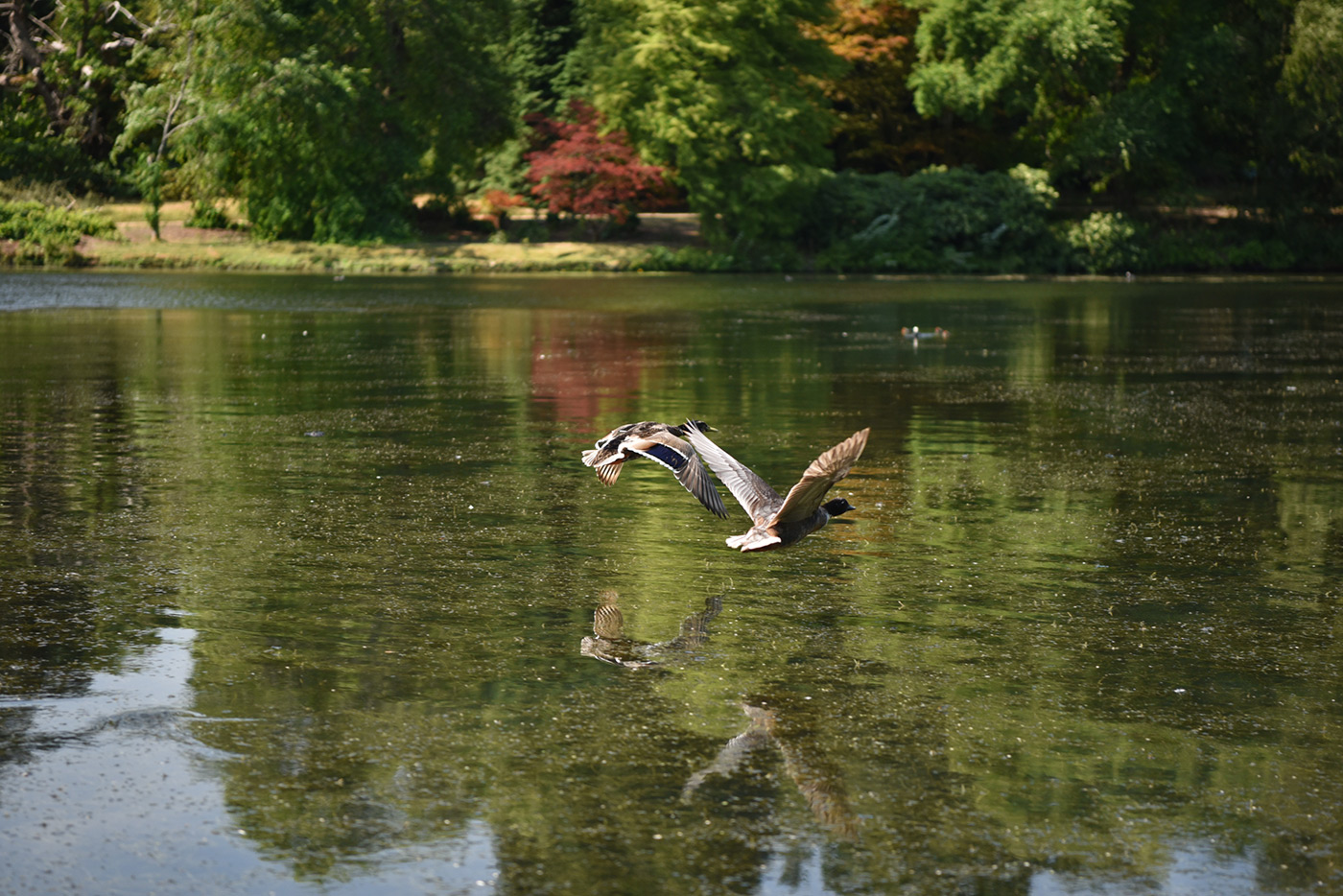 Sample 10 trying to capture birds in flight, where timing and technique are as important as modern AI-assisted autofocus with AF-S Nikkor 24-70mm f/2.8E ED VR at 70mm. Camera settings: 1/1600 sec. f/2.8. ISO 450