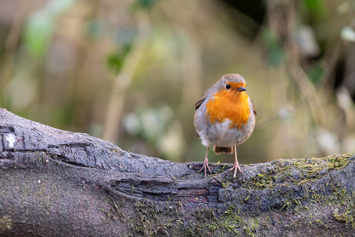 Sample 01 Nikon D850 Robin with Nikon 200-500mm F/5.6E VR F Mount Lens. Camera settings: 1/250 sec. f/5.6. ISO 2800